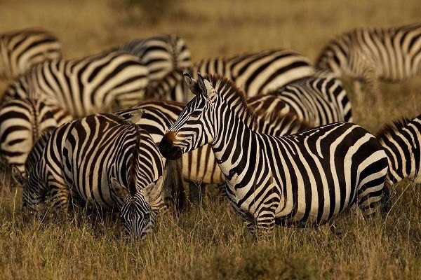 Burchells Zebra-Equus burchellii-Serengeti National Park-Tanzania-Africa